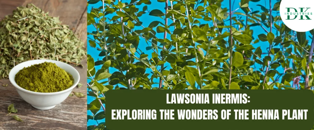 LAWSONIA INERMIS EXPLORING THE WONDERS OF THE HENNA PLANT - www.dkihenna.com